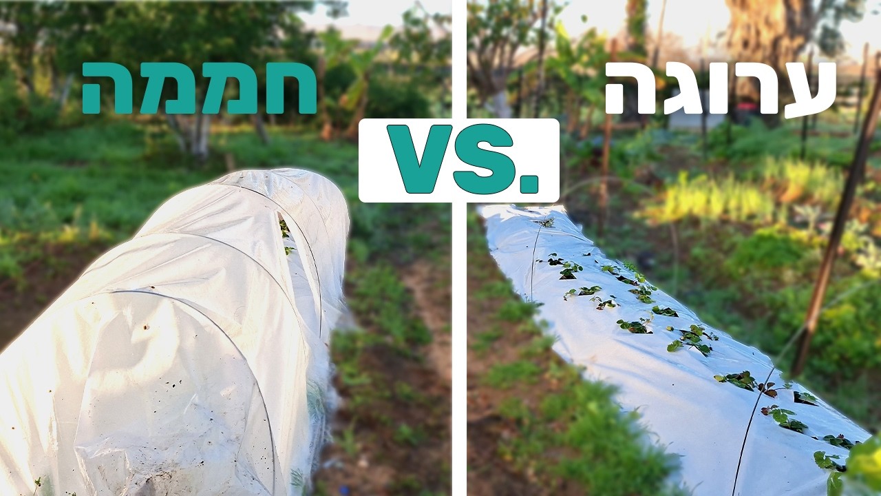 תות שדה בחממה או בחוץ🍓? 