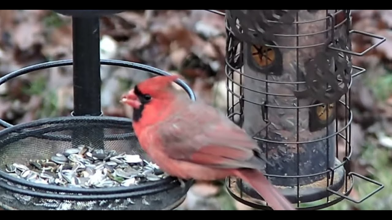 Live Relaxing Bird Feeder Cam in Windsor, Ontario, Canada!   06/25