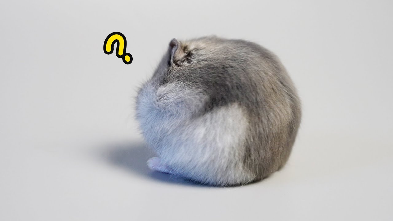 I finally got a Hampter! Наконец-то у меня появился еще один карликовый хомяк!