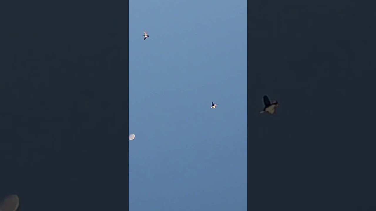 Midwest Duck Hunting.