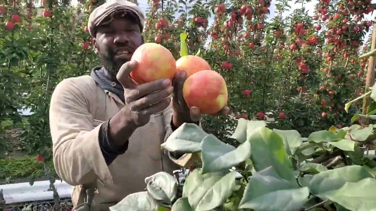 -2  Ambrosia  apple picking bc Canada 🇨🇦