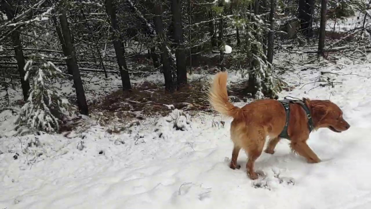 Cold walk in the Woods 