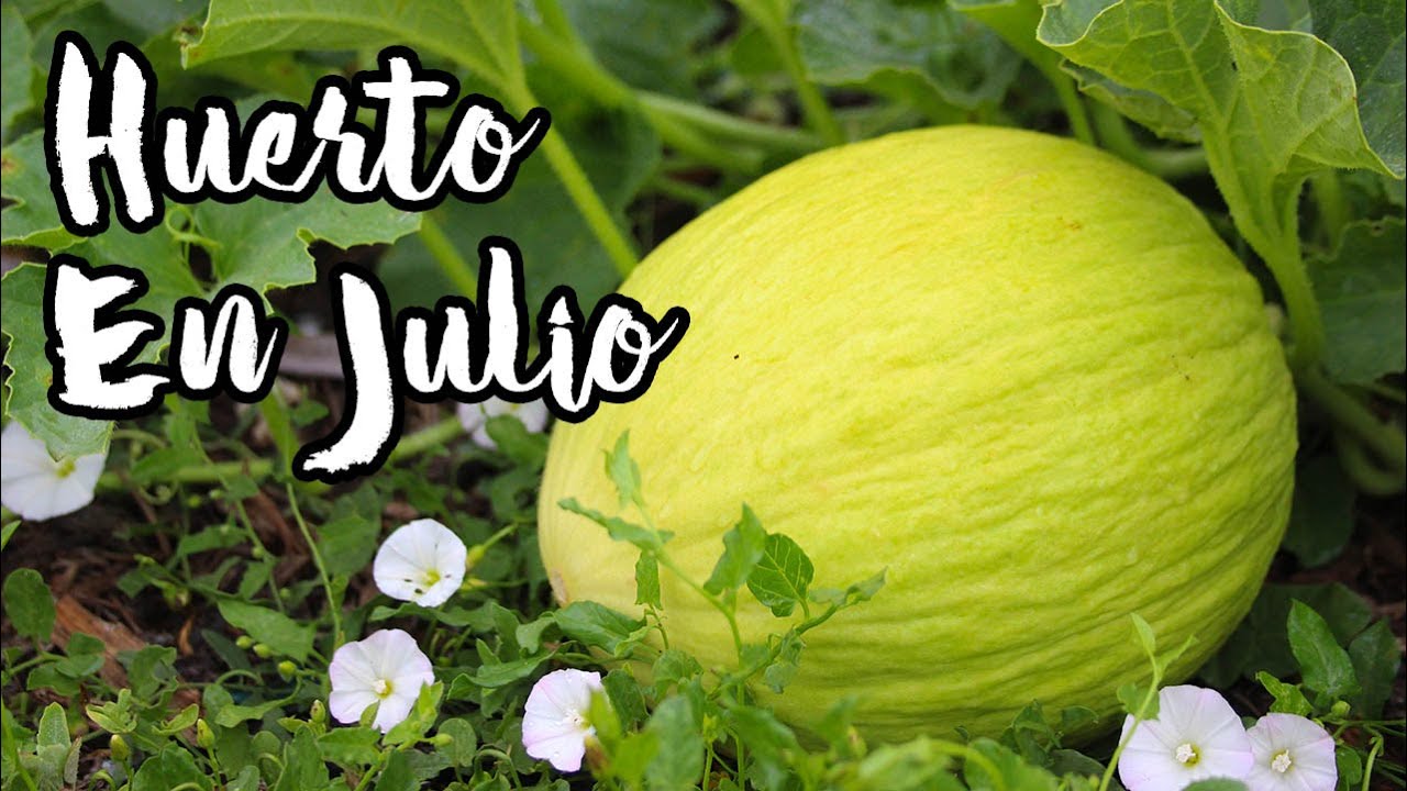 Kilos y Kilos De ALIMENTO GRATIS En Mi HUERTO Ecológico y Orgánico 🍅🥒🍆 (Soberanía Alimentaria)
