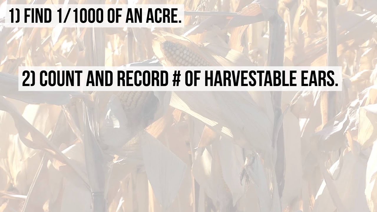 How to Estimate Corn Yield