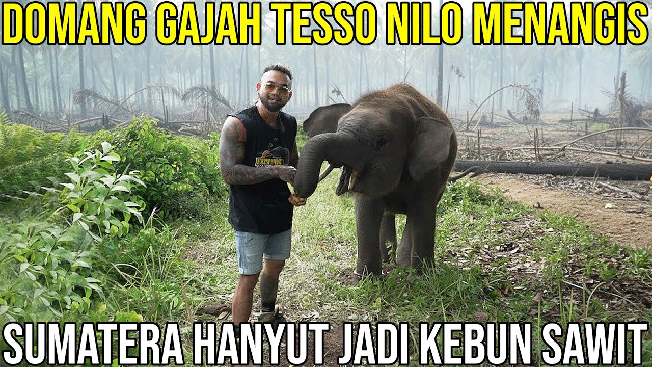 DOMANG GAJAH TESSO NILO MENANGIS !! GAJAH DI R4CUN !! TESSO NILO H4NCUR !! AKAR BANJIR SUMATERA !!