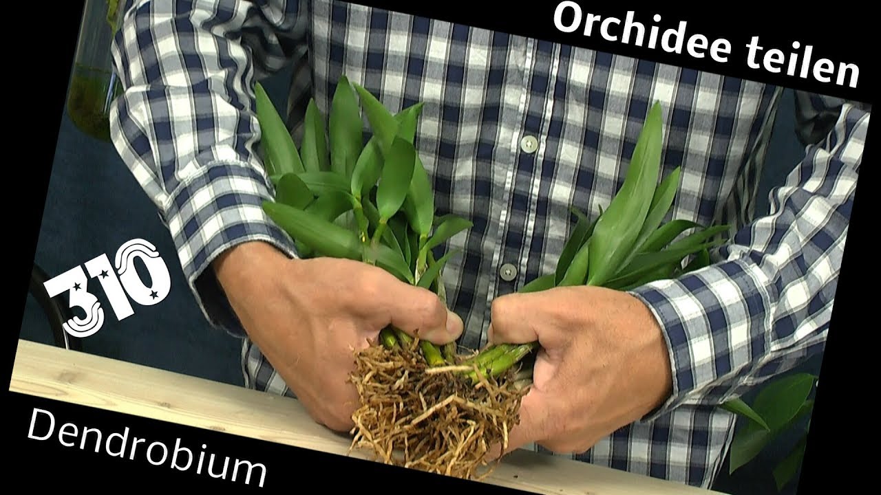 Orchidee teilen Dendrobium Berry Oda retten