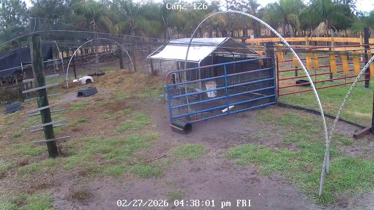 CHICKEN  LIVE CAM
