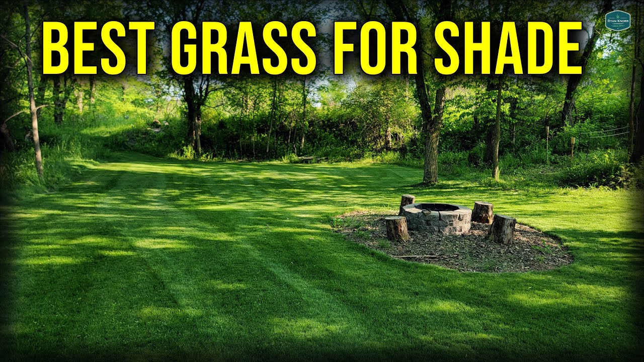 Best Grass For Lawns With SHADE