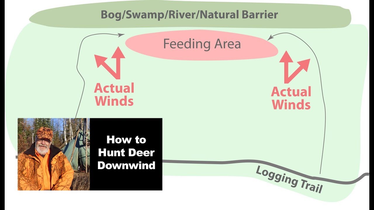 How to Hunt Deer Downwind (One Strategy)