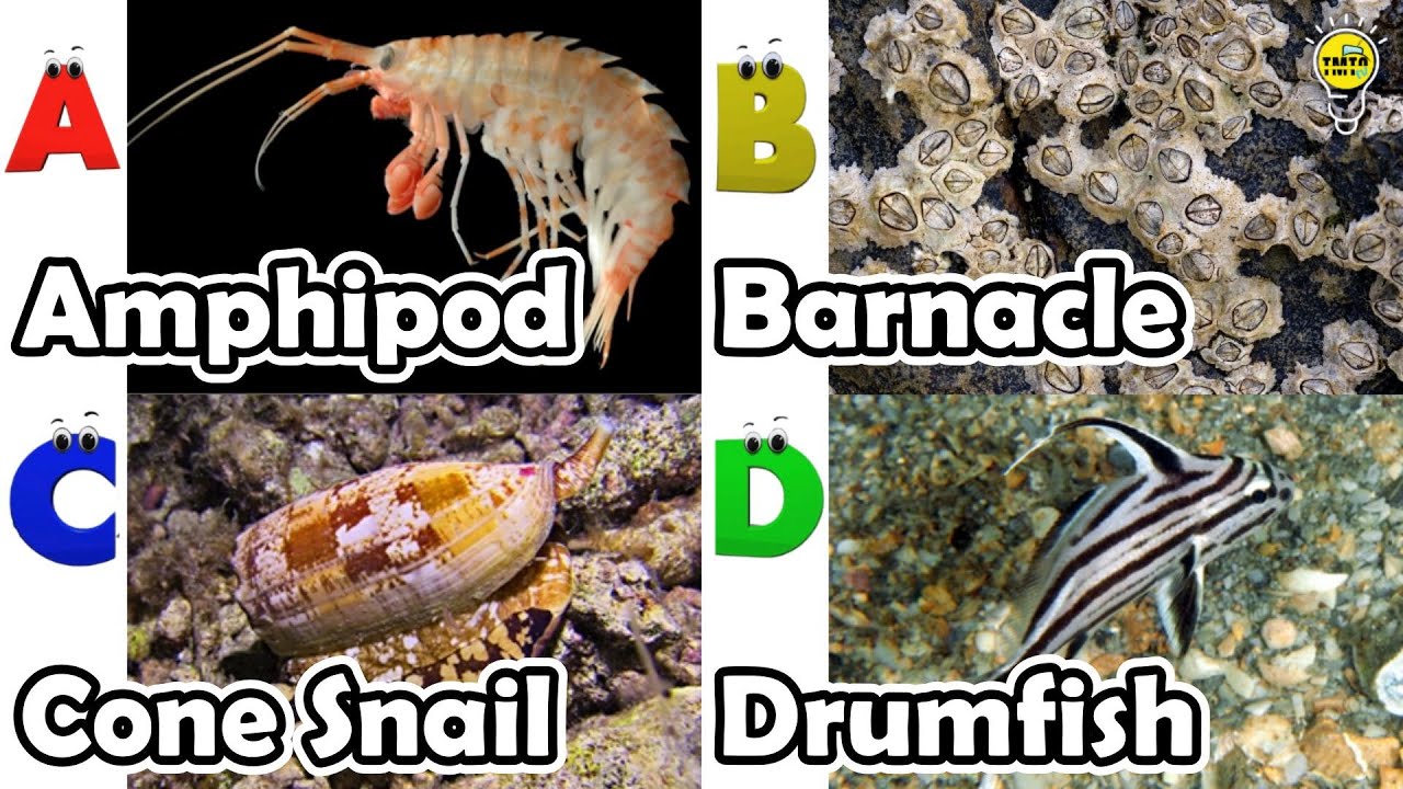 ABC phonics animals | ABC Sea Animals song | English and Animals for Kids #angelfishs