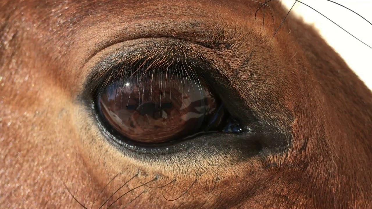 El sentido de la vista del caballo 1 - comprender la mente del caballo