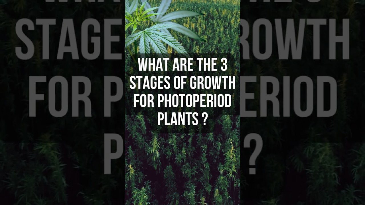 What are the 3 stages of Photoperiod Cannabis Plants -Cannabis Quick Facts #CQF