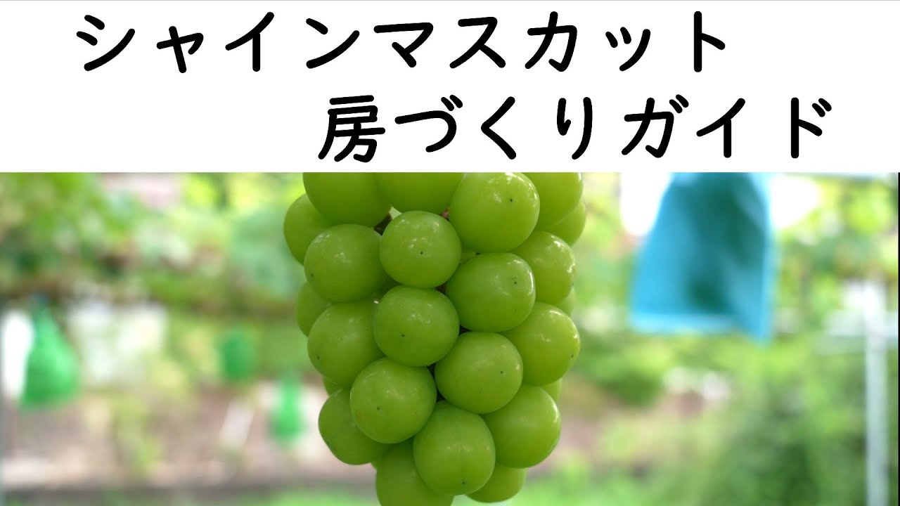 シャインマスカット【房づくりガイド】