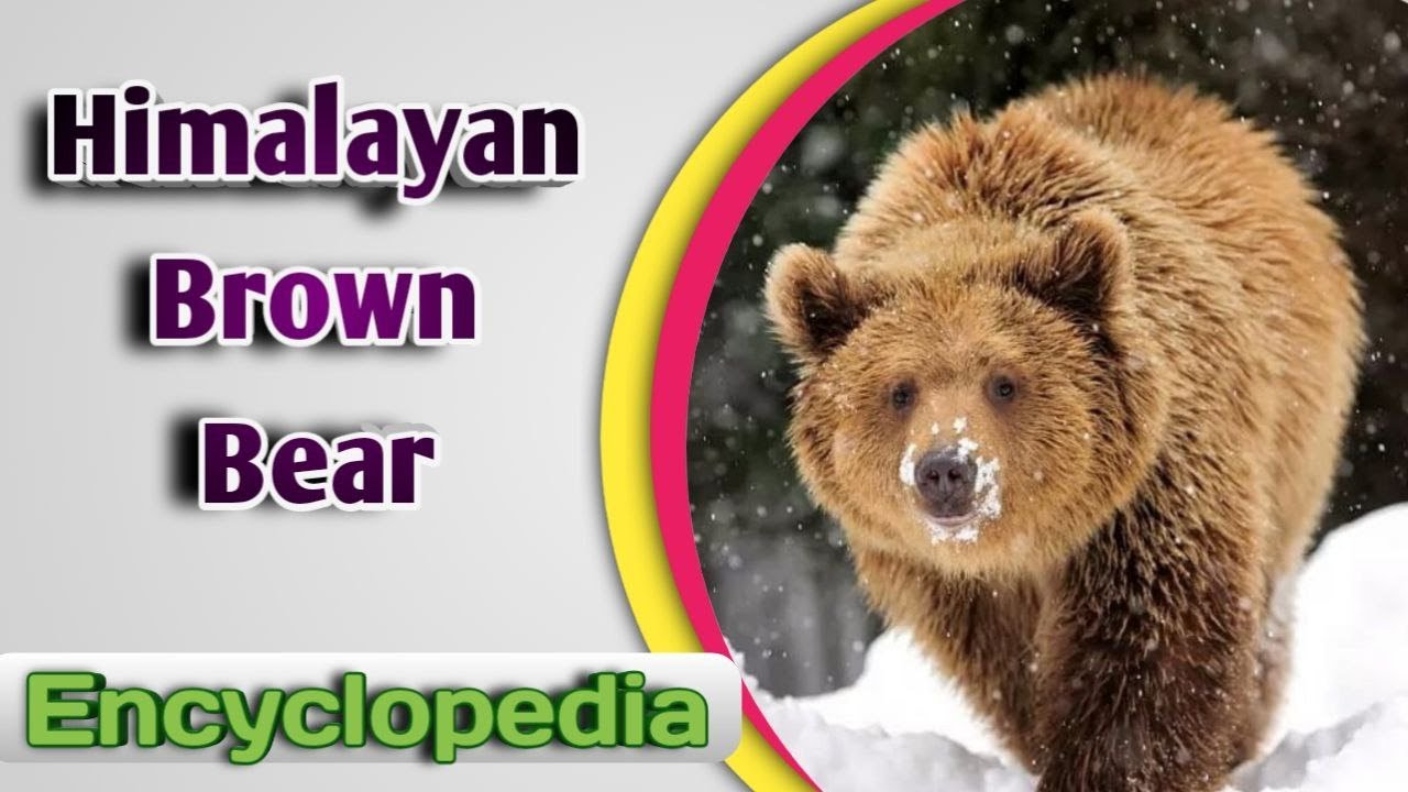 Himalayan Brown Bear - Audio / Video Encyclopedia   #bears #Himalayanbears,