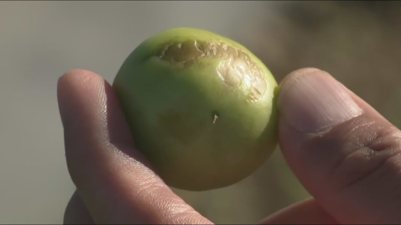 South Florida farmers brace for crop losses and higher prices after rare cold snap