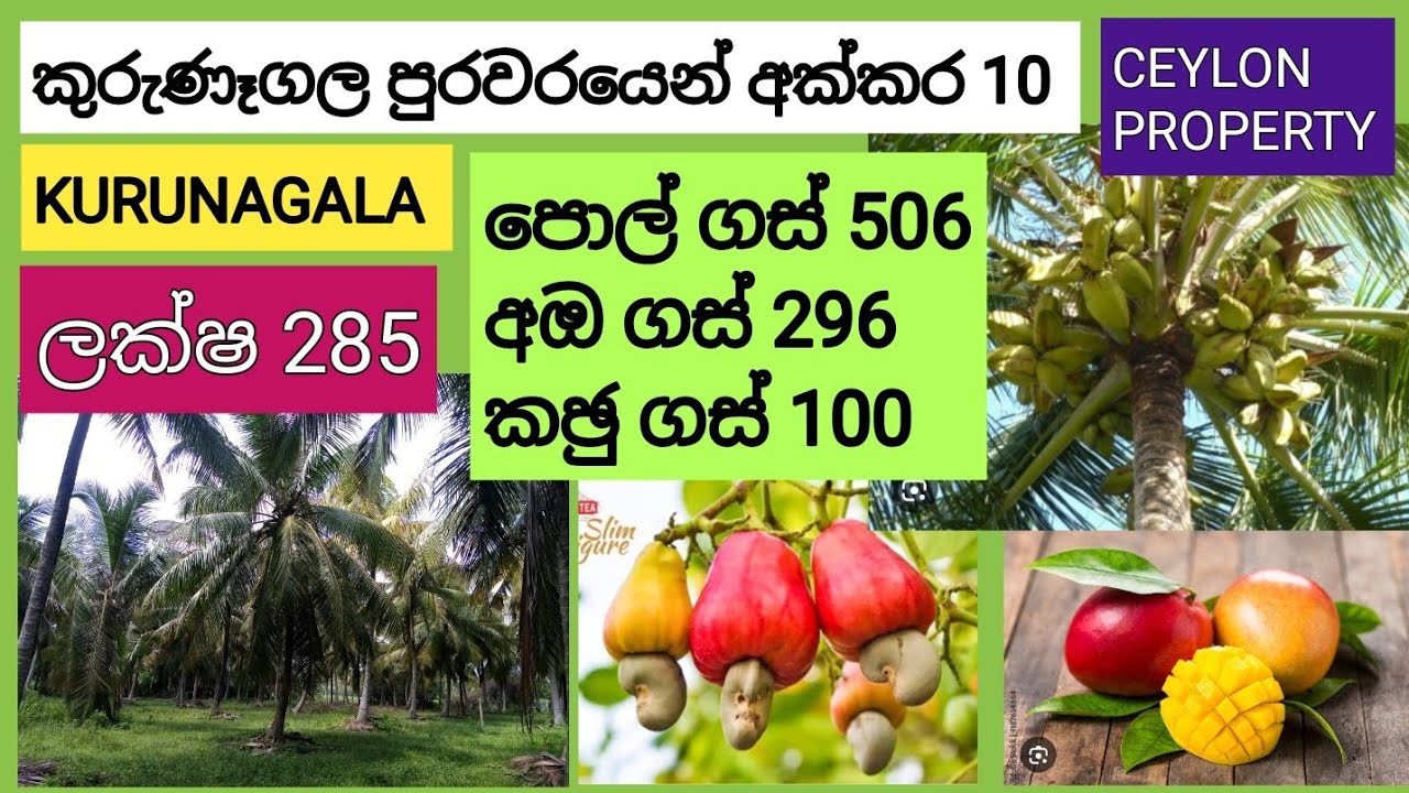 NO,,1054 # කුරුණෑගල පුරවරයෙන් අක්කර 10 ක සරැසාර පොල් වත්තක් අඔ කඡු බෝග රාශියක් ඇති වටිනා ඉඩමක් 