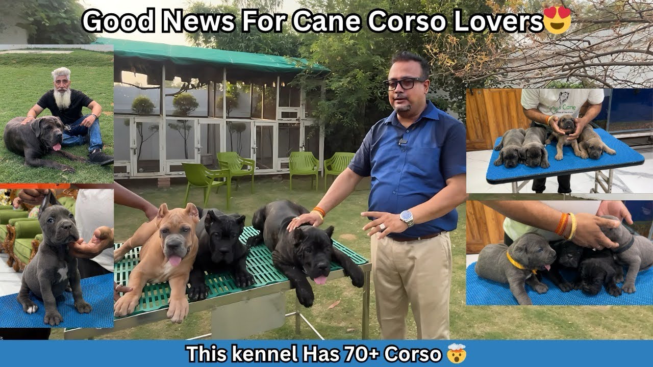 The best Cane Corso🦍kennel you will ever see😱in India🇮🇳
