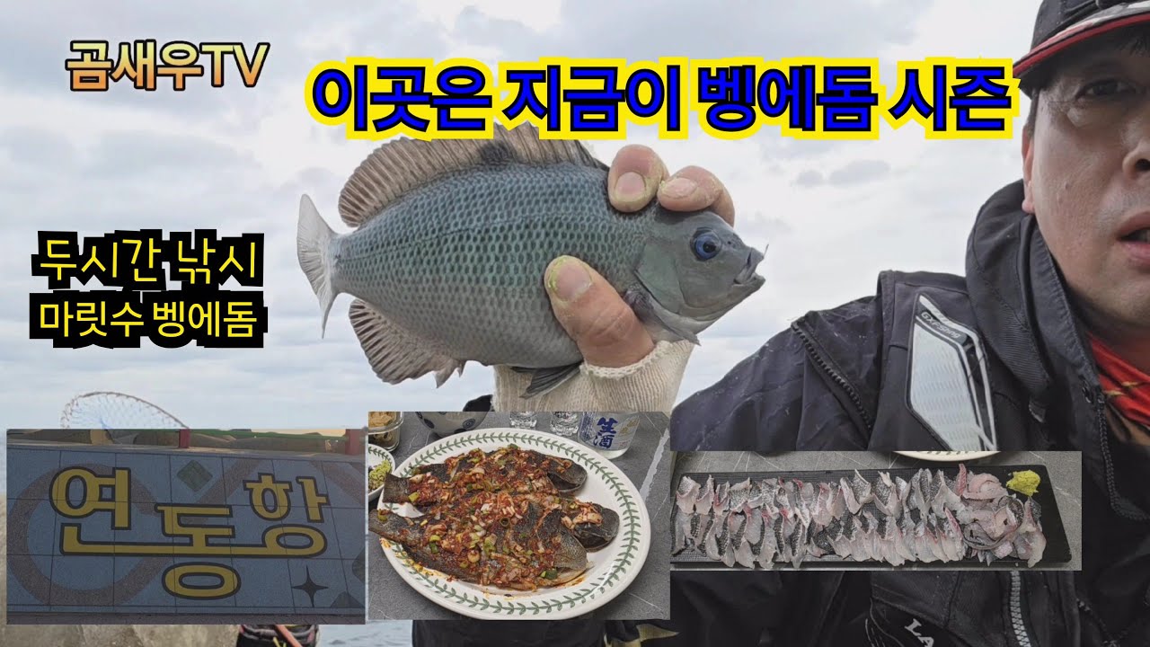 이 곳은 지금이 벵에돔 시즌 입니다. 두시간 동안 잡은 벵에돔 요리 하기^^ #벵에돔 #벵에돔낚시 #곰새우tv #동해벵에돔 #바다낚시 #학꽁치 #도보포인트 #빵가루낚시 #카멜레온찌