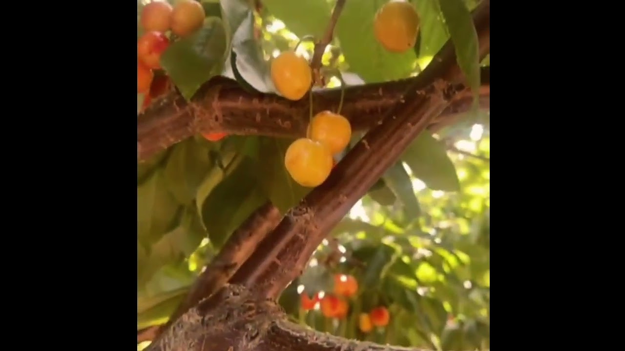 Cherry