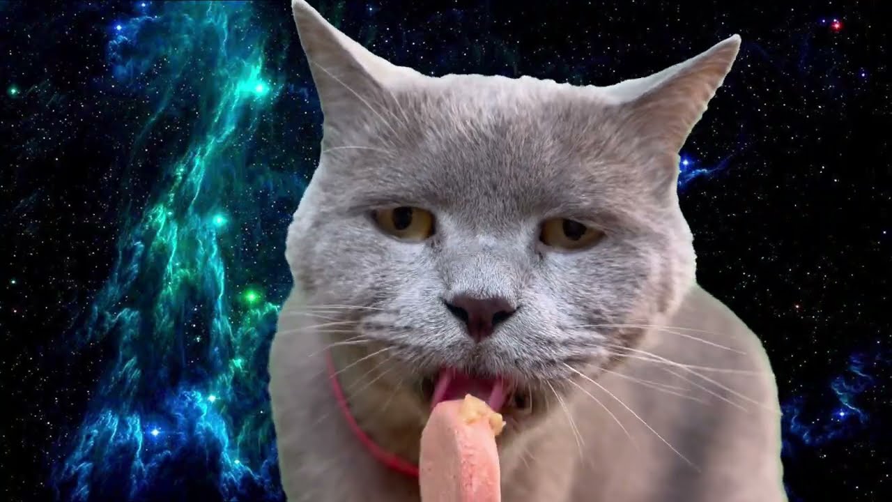 ASMR Cats Eat Salmon & Lobster Ice Cream 🍦🦞 | Luxury Treat Sounds for Cat Lovers!