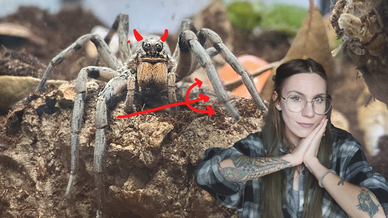 BITEY Problematic Wolf Spider Hilda gets a new LARGE PLANTED Coffin Enclosure!.. Hogna carolinensis
