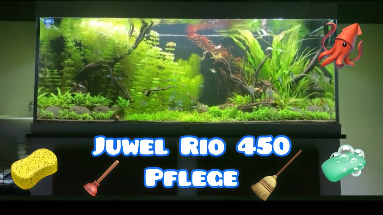 Juwel Rio 450 Pflege, Wasserwechsel, Pflanzenrückschnitt | Meine Aquarienwelt