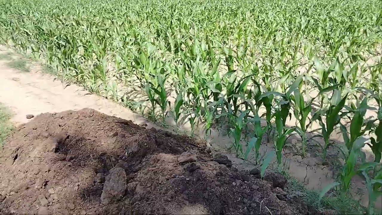 spreading compost on corn field