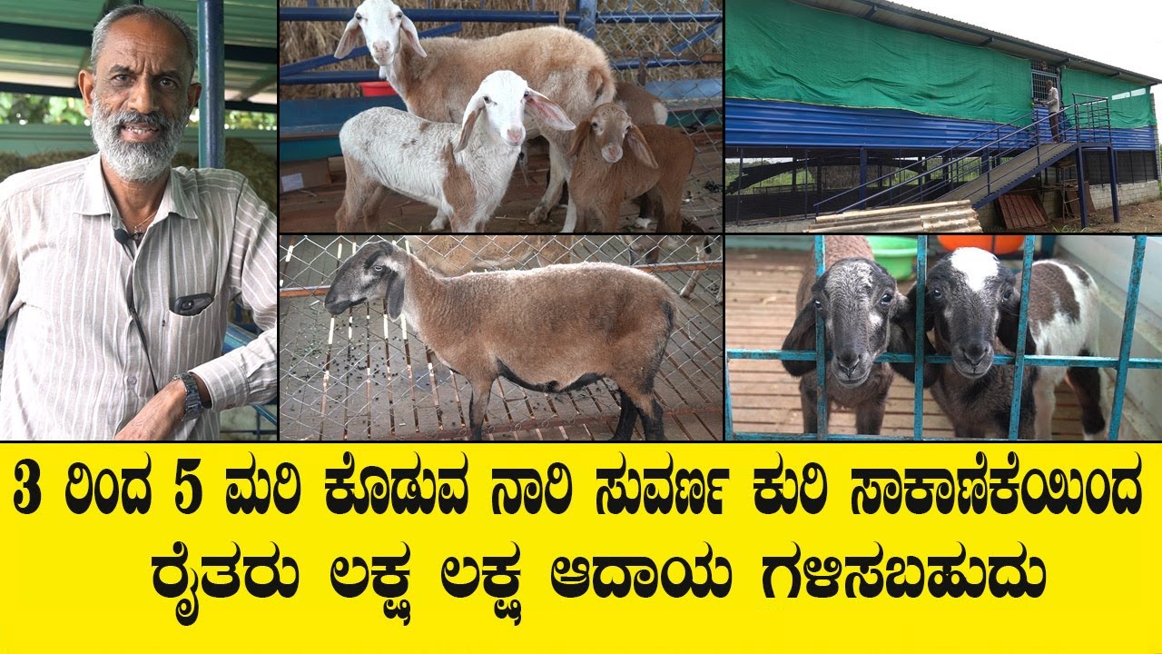 3 ರಿಂದ 5 ಮರಿ ಕೊಡುವ ನಾರಿ ಸುವರ್ಣ ಕುರಿ ಸಾಕಾಣಿಕೆಯಿಂದ ರೈತರು ಲಕ್ಷ ಲಕ್ಷ ಆದಾಯ ಗಳಿಸಬಹುದು..NARI SUVARNA KURI