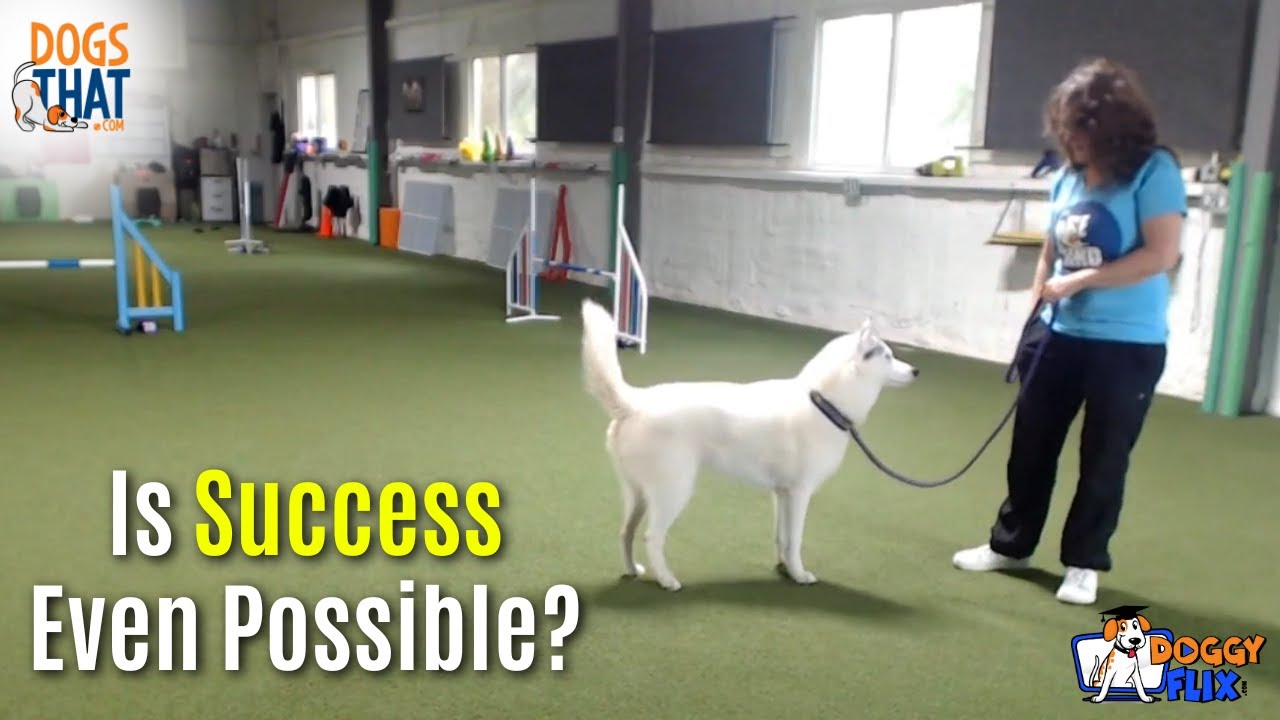 Bridging Gaps in Reinforcement Based Dog Training
