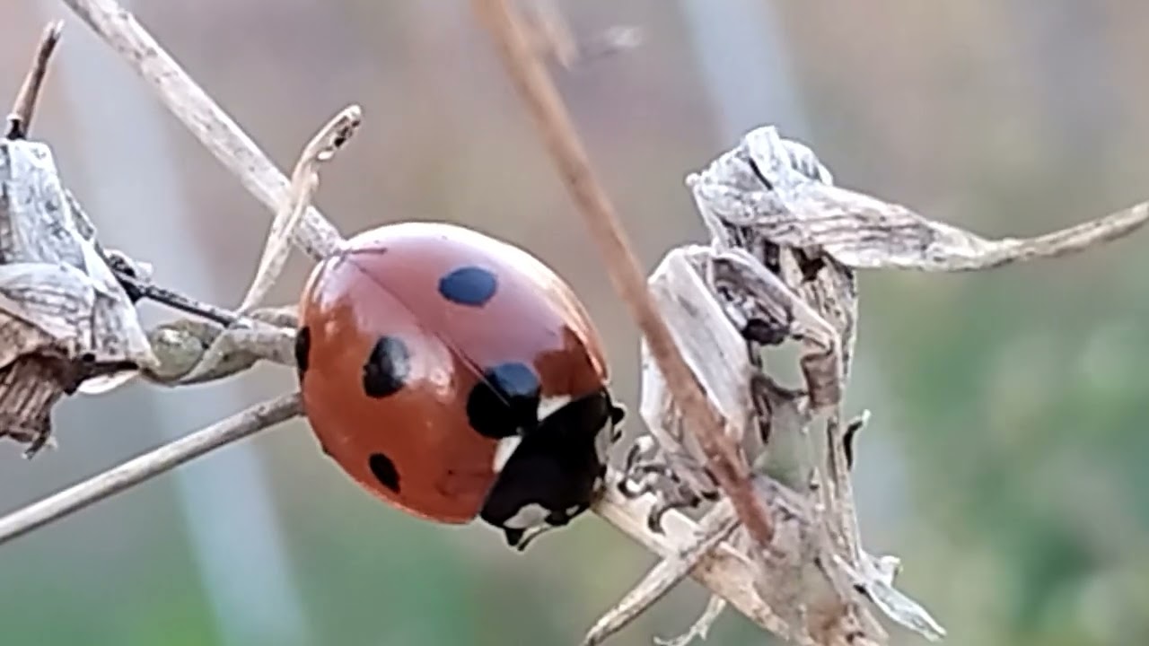 Die Farbe für die Pflanzen und Insekten Welt. Serie 7 September.Letzte Video
