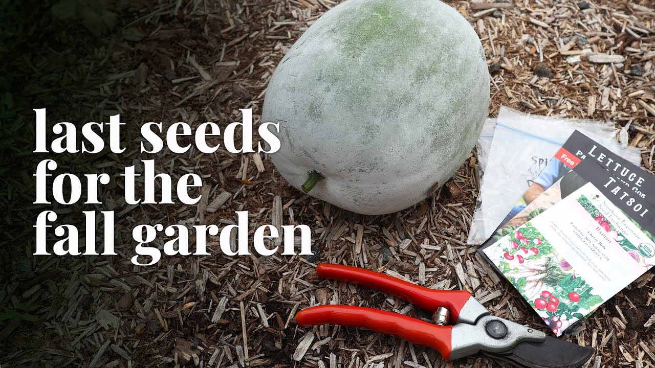 Vegetables to sow in September for the fall garden (Zone 7) | GroundedHavenHomestead