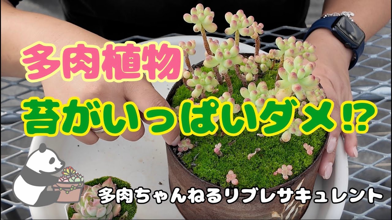 【多肉植物】多肉植物に苔いっぱいはダメ⁉︎