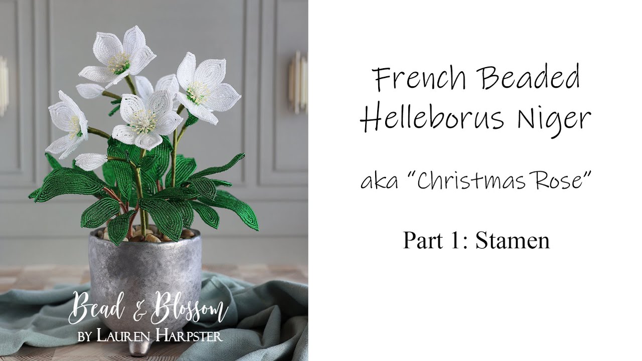 French Beaded Helleborus Niger - the 