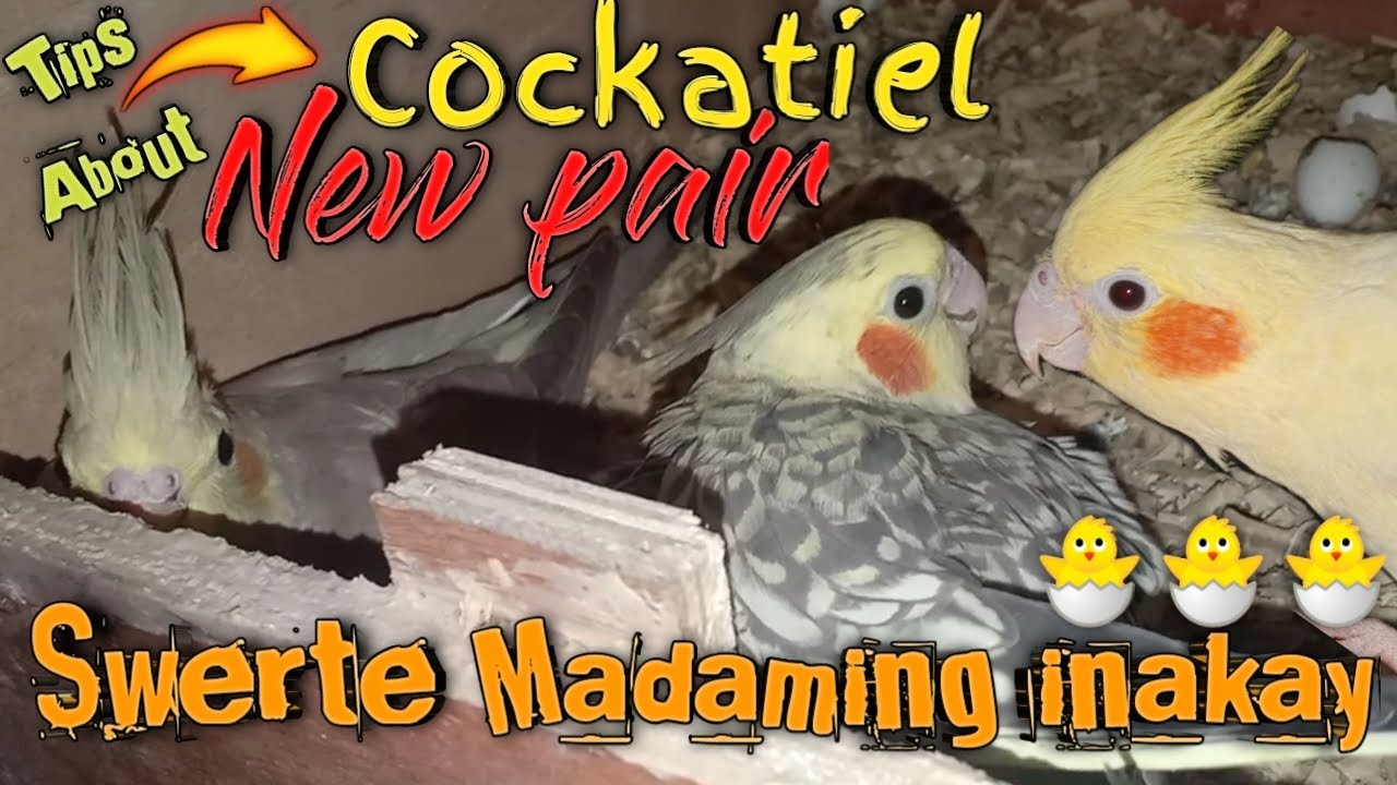 Cockatiel pairing and mutations, blessed daming inakay