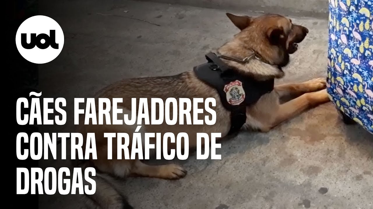 Cão farejador da PF procura drogas em malas no aeroporto de Guarulhos (SP)