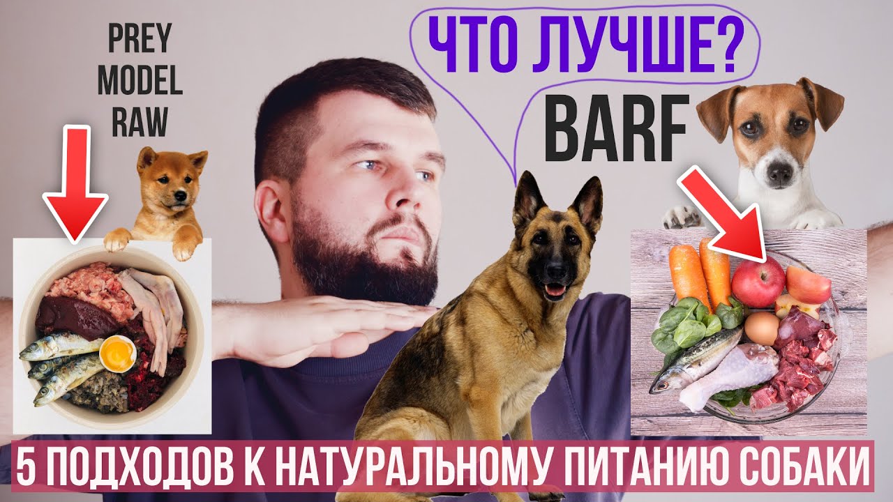 В чем разница BARF, PMR, ABC, обычной и неправильной натуралкой?