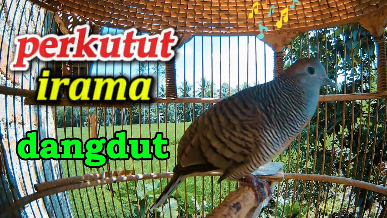 perkutut lokal #perkutut #viral #shorts