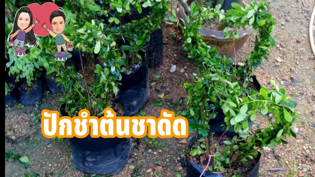 ปักชำขยายพันธุ์#ต้นชาดัด ง่ายมาก🌱ต้นชาดัดไม้ประดับตกแต่งบ้านเหมาะกับการทำรั้วบ้านมาก#อาหลี่108อาชีพ