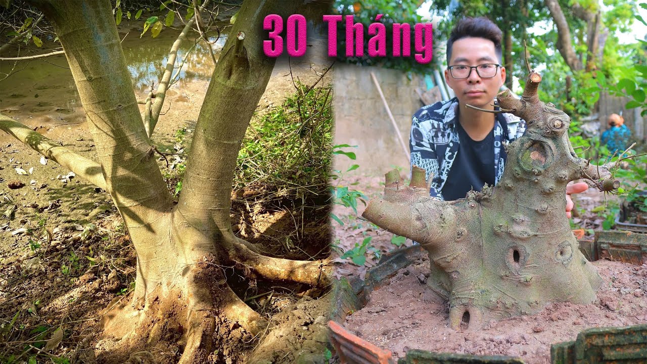 Hạ Cây Sung 8 mét ngoài bờ mương làm cây Bonsai lùn lực sau hơn 2 năm