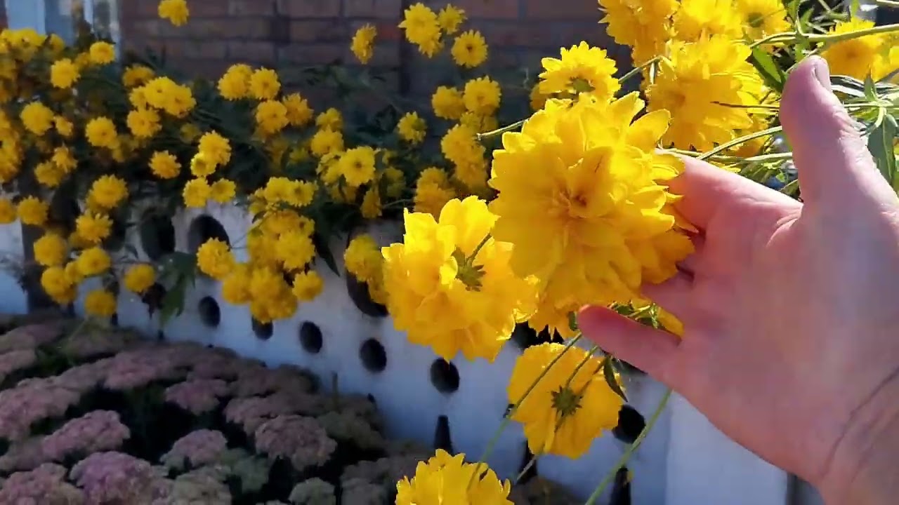 В гостях у  ,,квітканутої'' подруги.