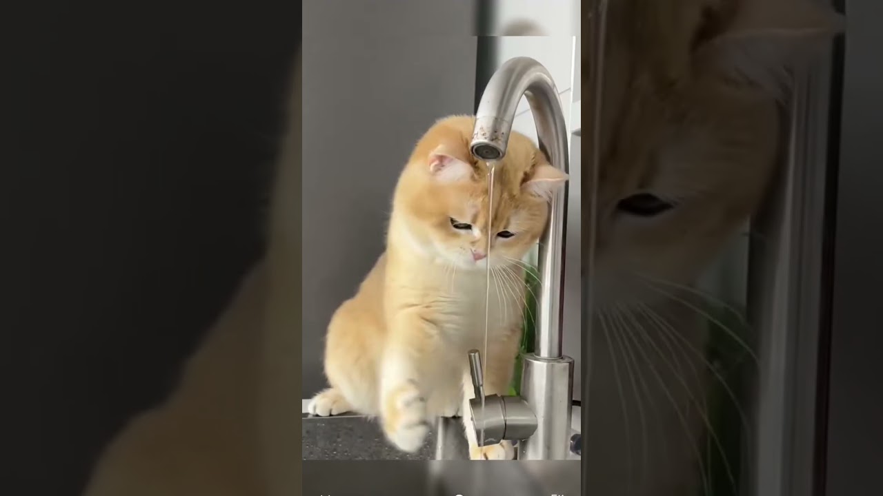 cat washing its feet