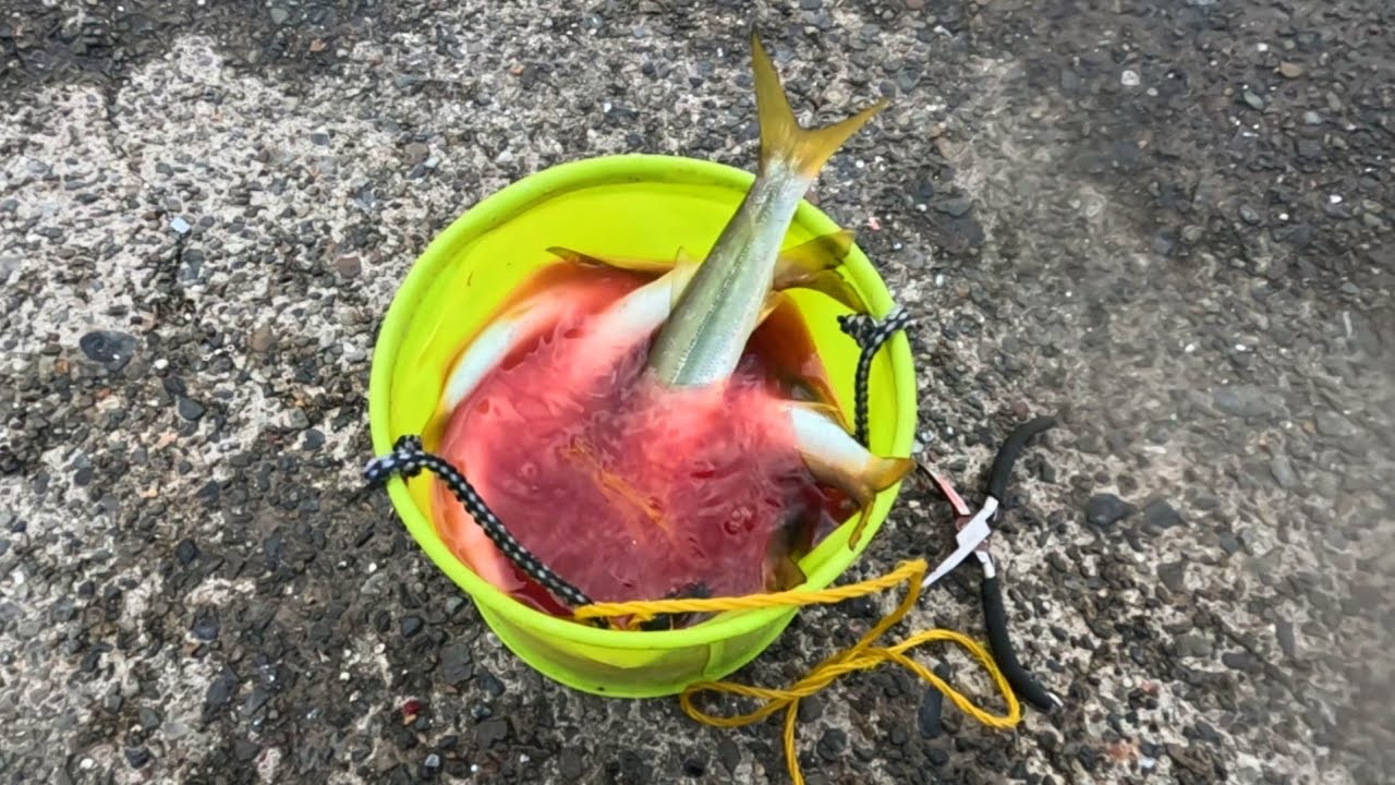 昼間の堤防でダイソールアーを投げたら【カマス】が沢山釣れた