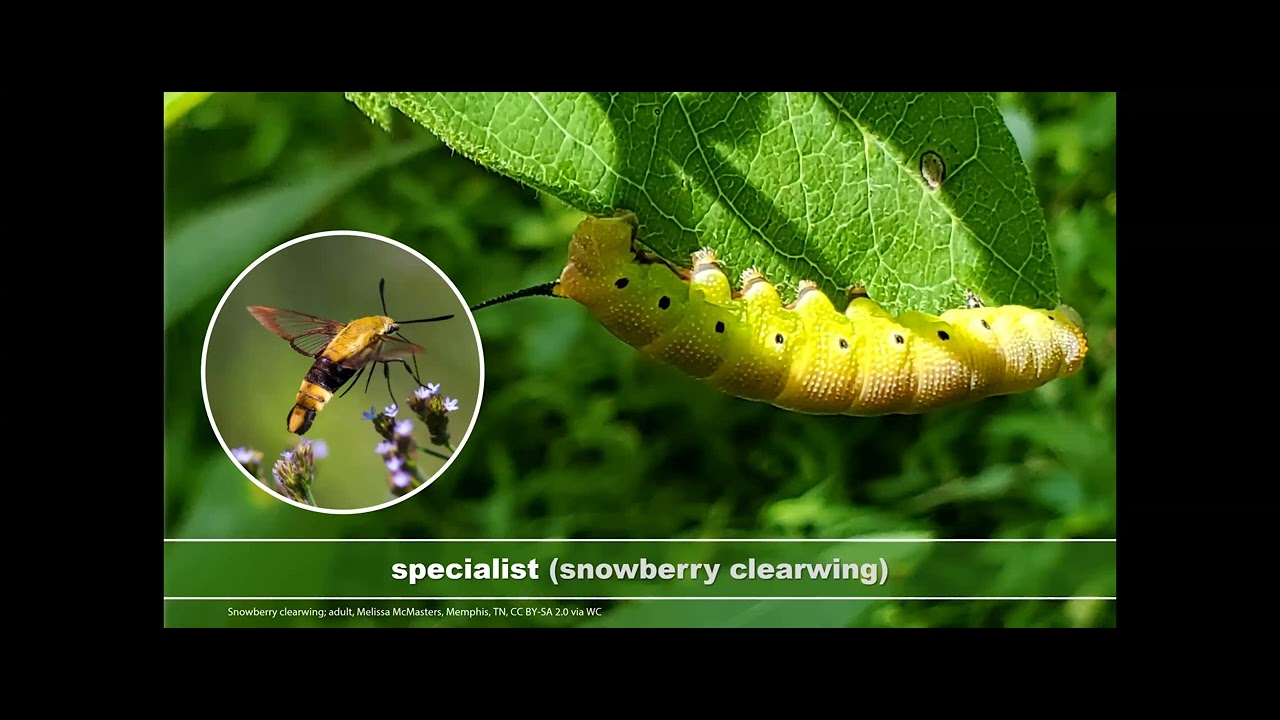 Integrating Biodiversity and Beauty: Cultivating Keystone Plants with Community Acceptance.