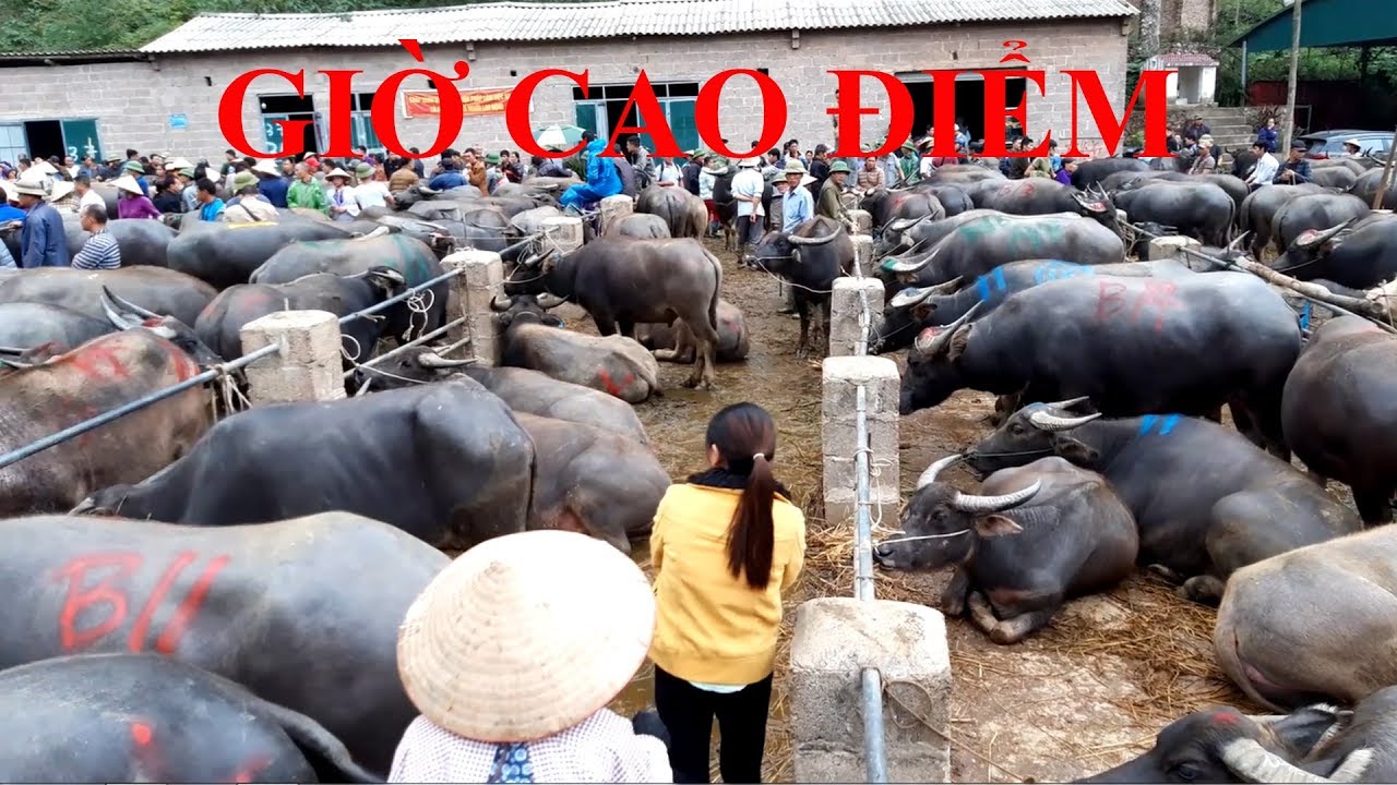 Hàng nghìn người chen chúc nhau mua trâu, bò ở chợ lớn nhất Việt Nam tại huyện Trà Lĩnh Cao Bằng