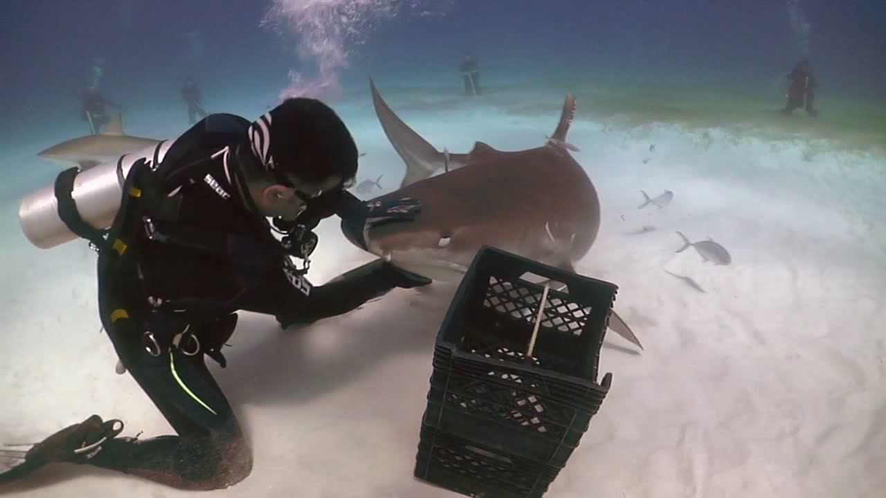TIBURONES TIGRE Inmovilidad tónica