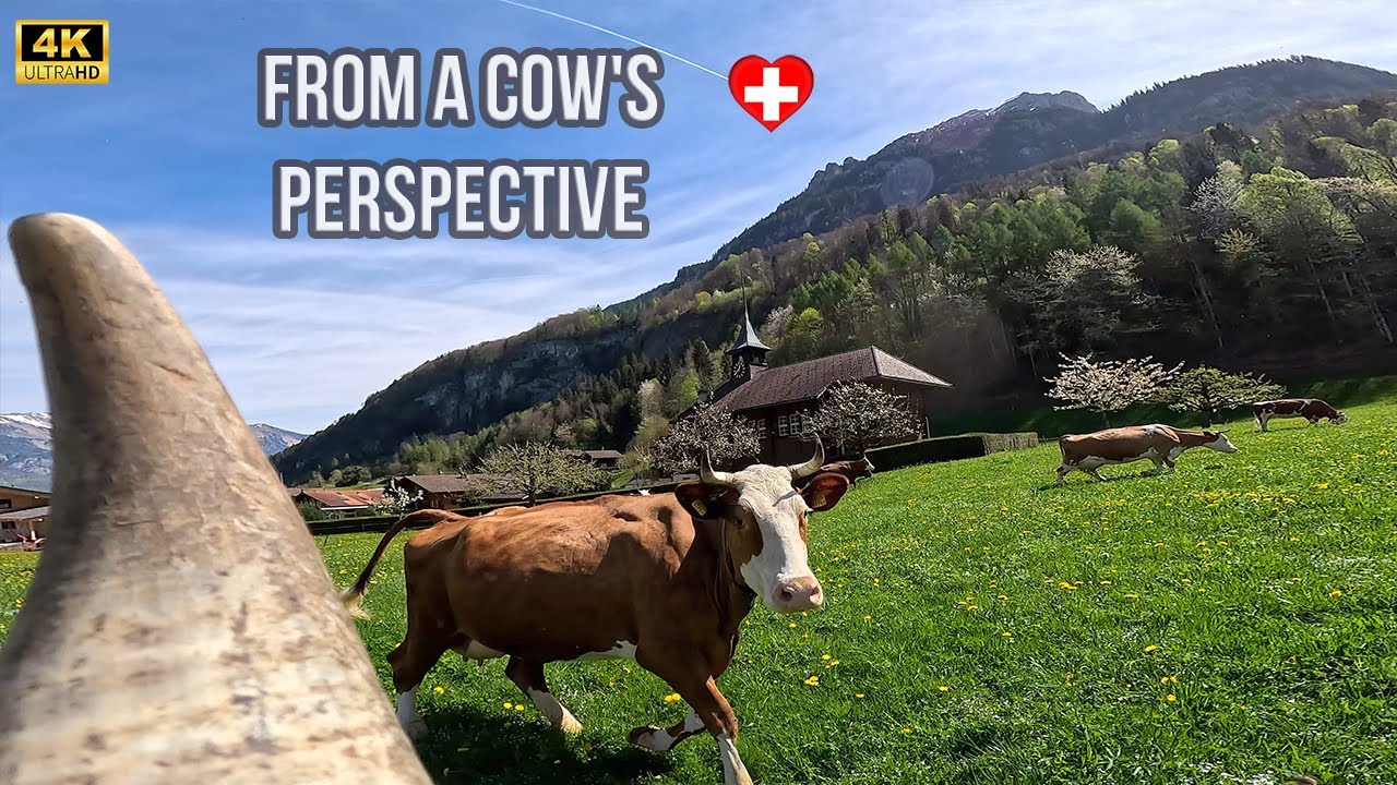 Most beautiful cows in Switzerland - Funny animals video - Cow Heidi