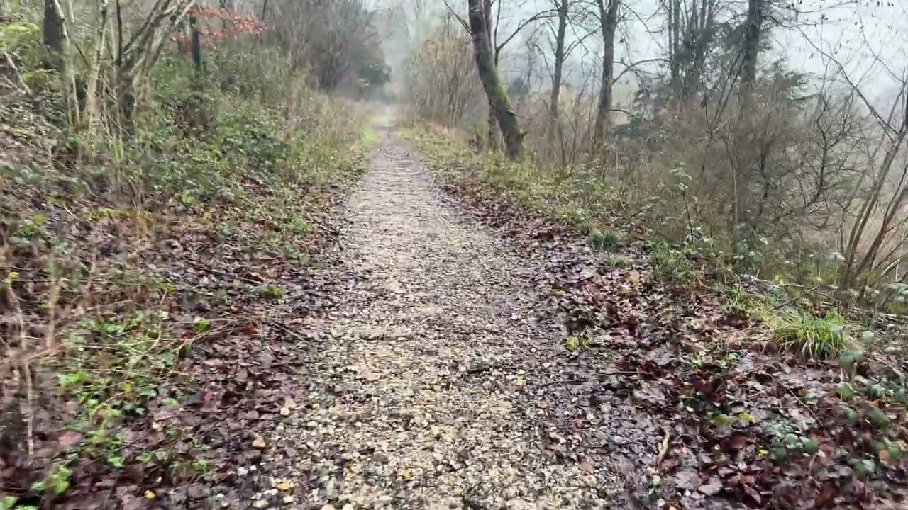 Rainy walk with the Vizsla, calm, relaxing no talk, walk. Gentle walk, pov, uk countryside walk. 