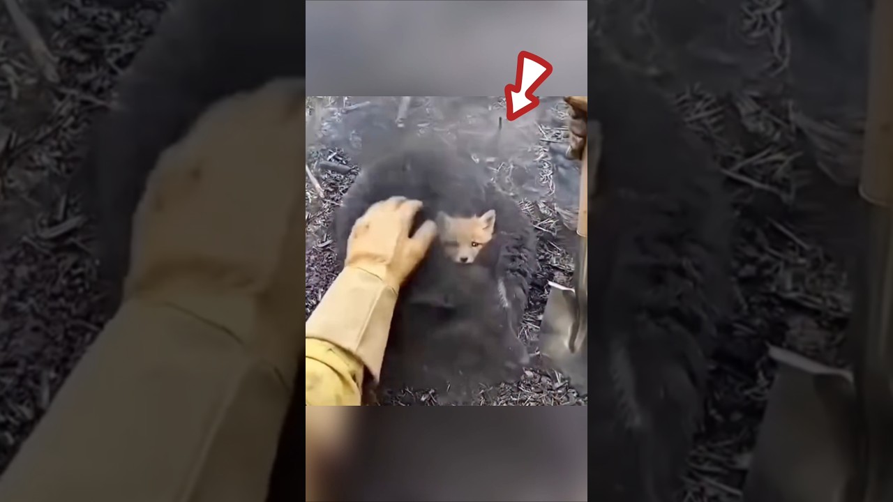 A fox cub and its mother were found after a forest fire.