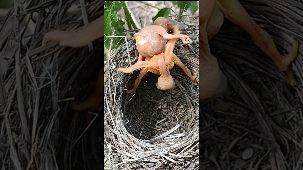 baby bird falls out of nest (p3)#viral #trending #cuckoo #shorts #shorts feed