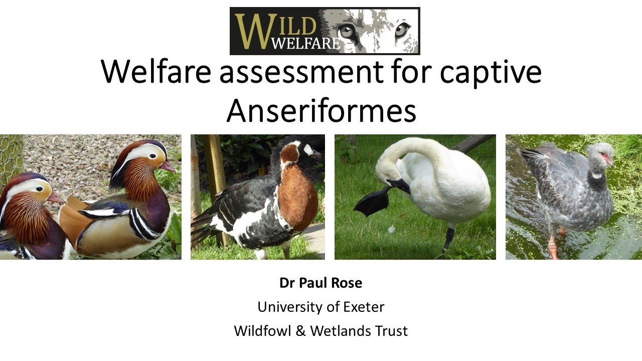 Anseriformes welfare assessment: practical information